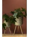 Soporte Plantas Botanique